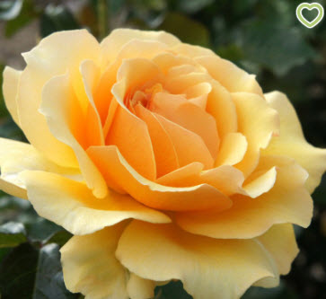 Роза Флорибунда Амбер Куин в коробке AV 