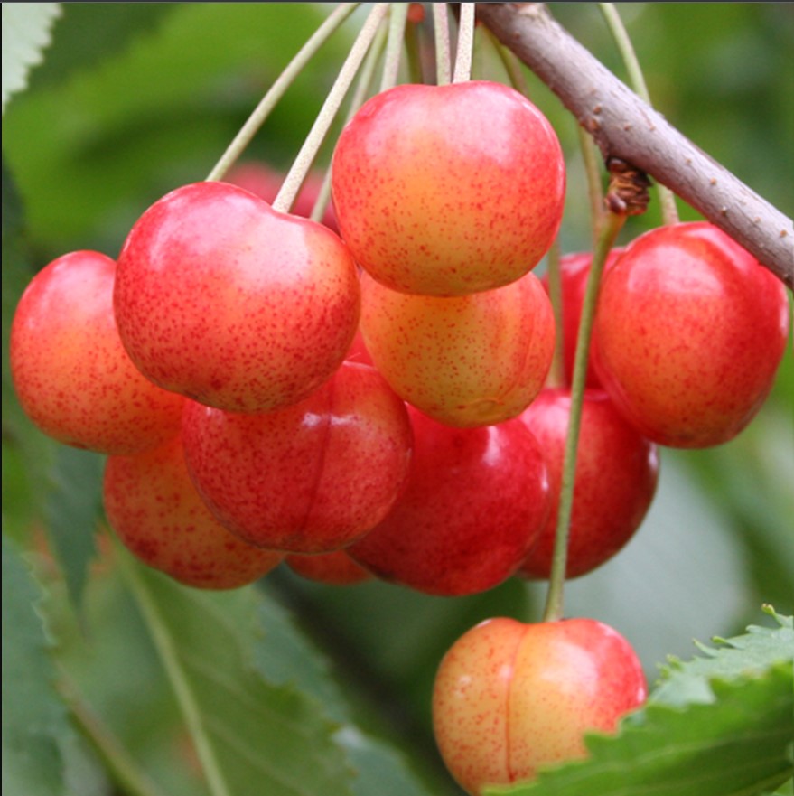 Черешня Брянская розовая v7 100-120 Tim 