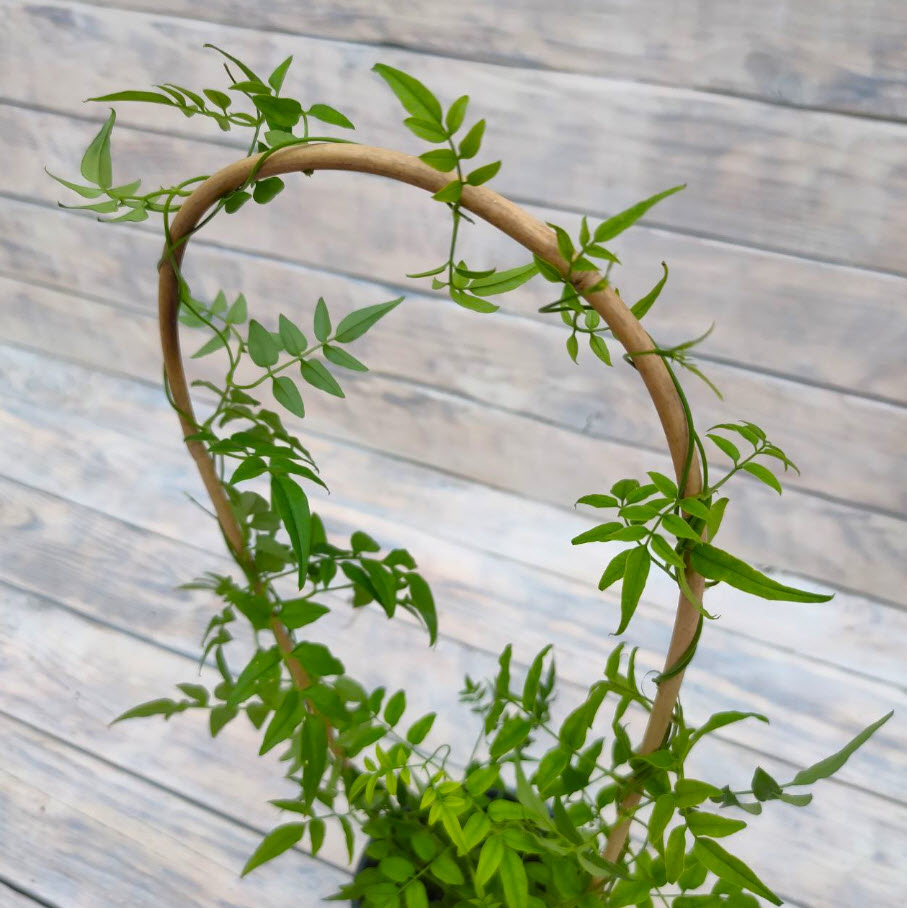 Жасмин полиантовый Дуга d12 h30 ХР 