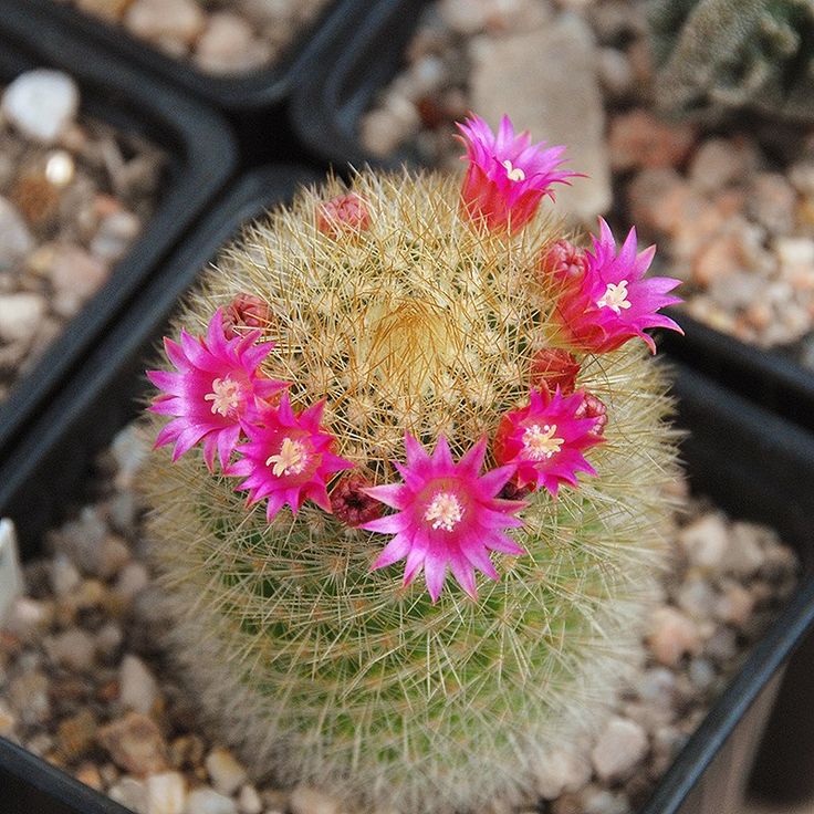 Маммиллярия колючейшая d5 h12 