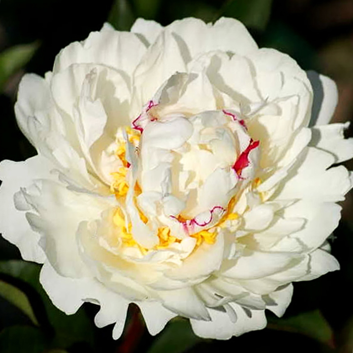 Пион Боул де Неж v5 Tim 