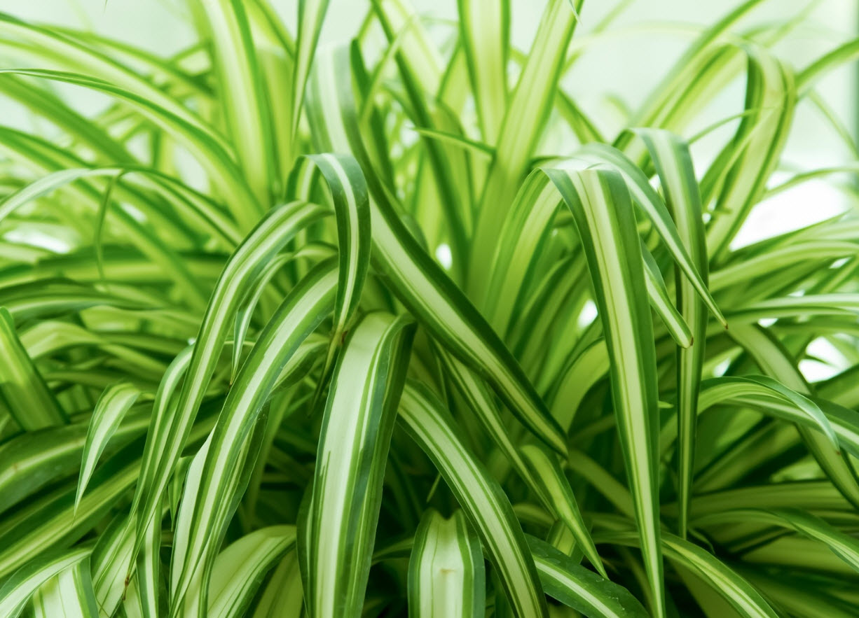 ОсновноеИзображение