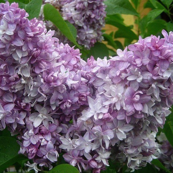 Сирень обыкновенная Надежда v5 h60-80 