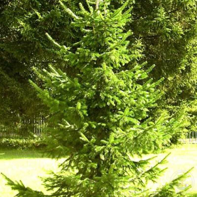 Пихта нордманна Амболури v2 Lav 