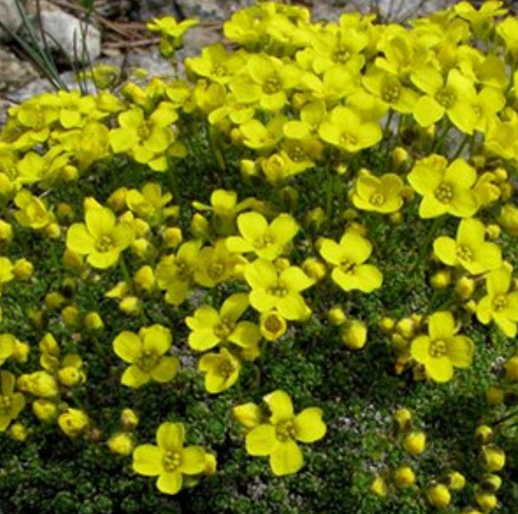 Крупка p9 Push 