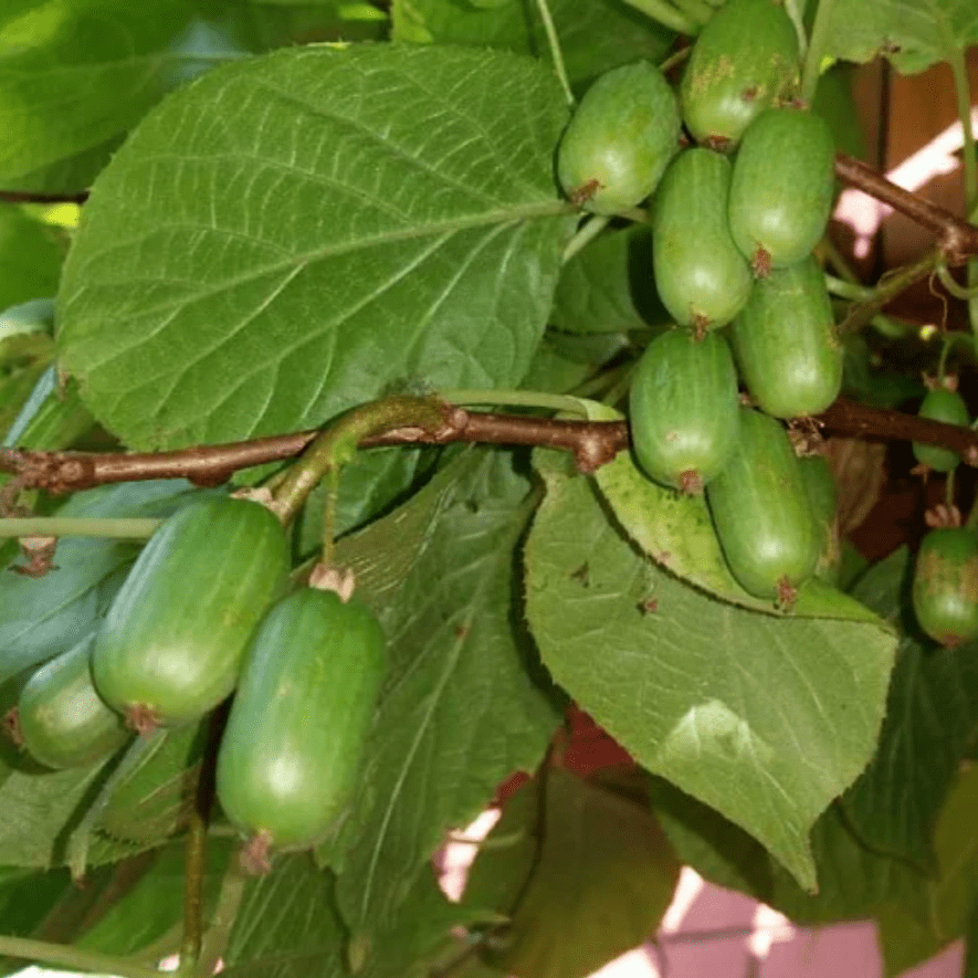 Актинидия коломикта Сентябрьская жен v2 Cl 