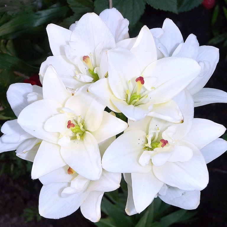 Луковица Лилия Азиатская махровая Аарон 2 шт/уп 