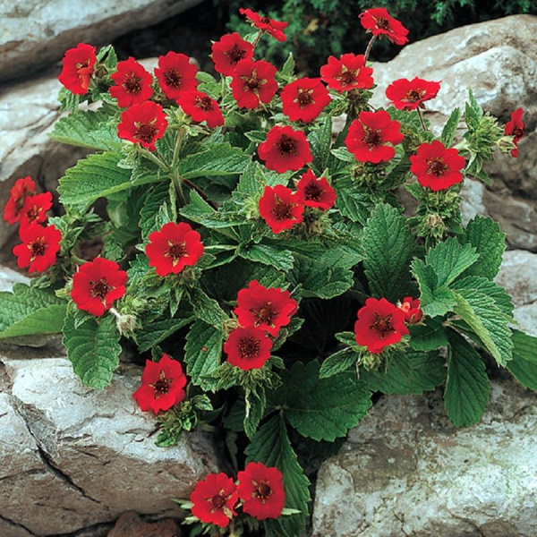 Лапчатка темно-кроваво-красная Ред d12 Tim 