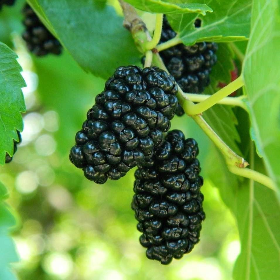 Шелковица Смуглянка v5 100-140 Lav 