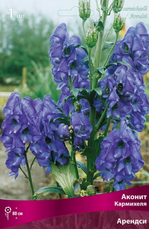 Корневище Аконит Кармихеля Арендси  1шт. Поиск 