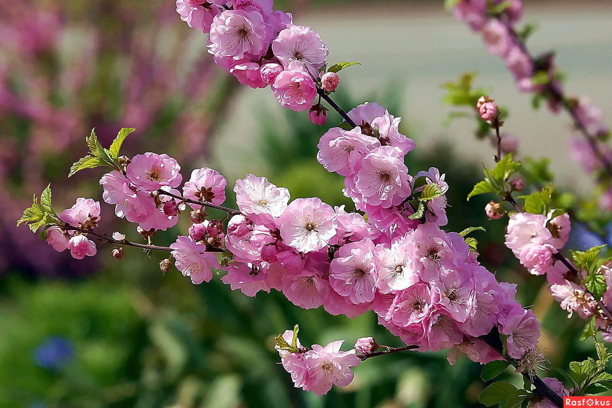 Миндаль декоративный Веснянка 100-200 v12 Tim 