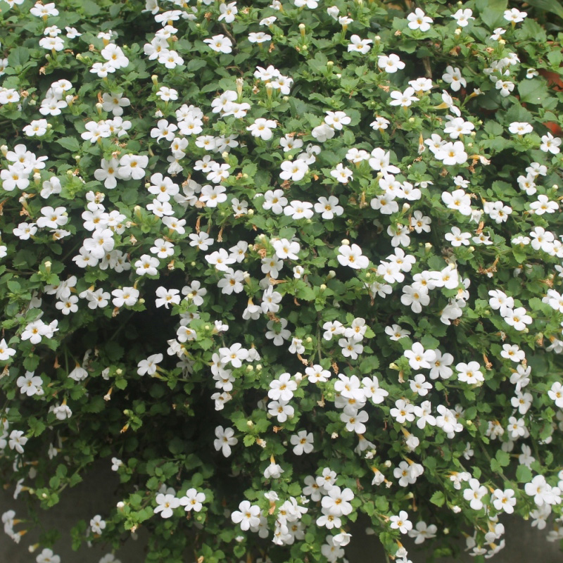 Бакопа ампельная Фелс Биг белый D23 ПВ 