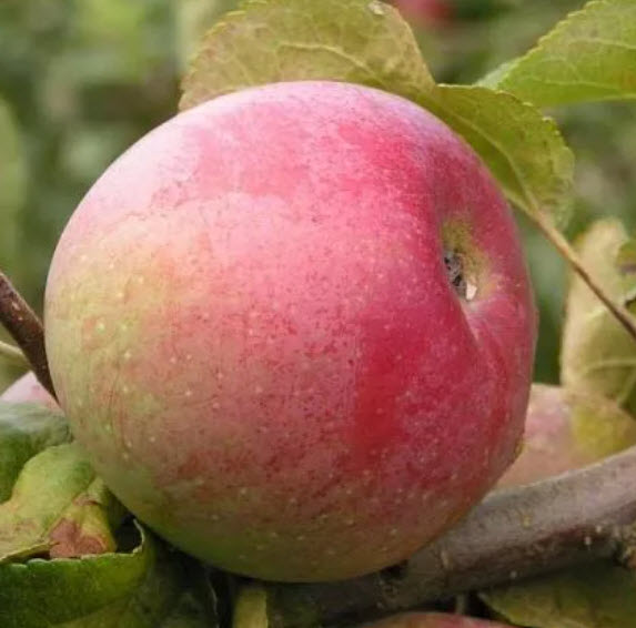 Яблоня Ветеран v15 ХР 