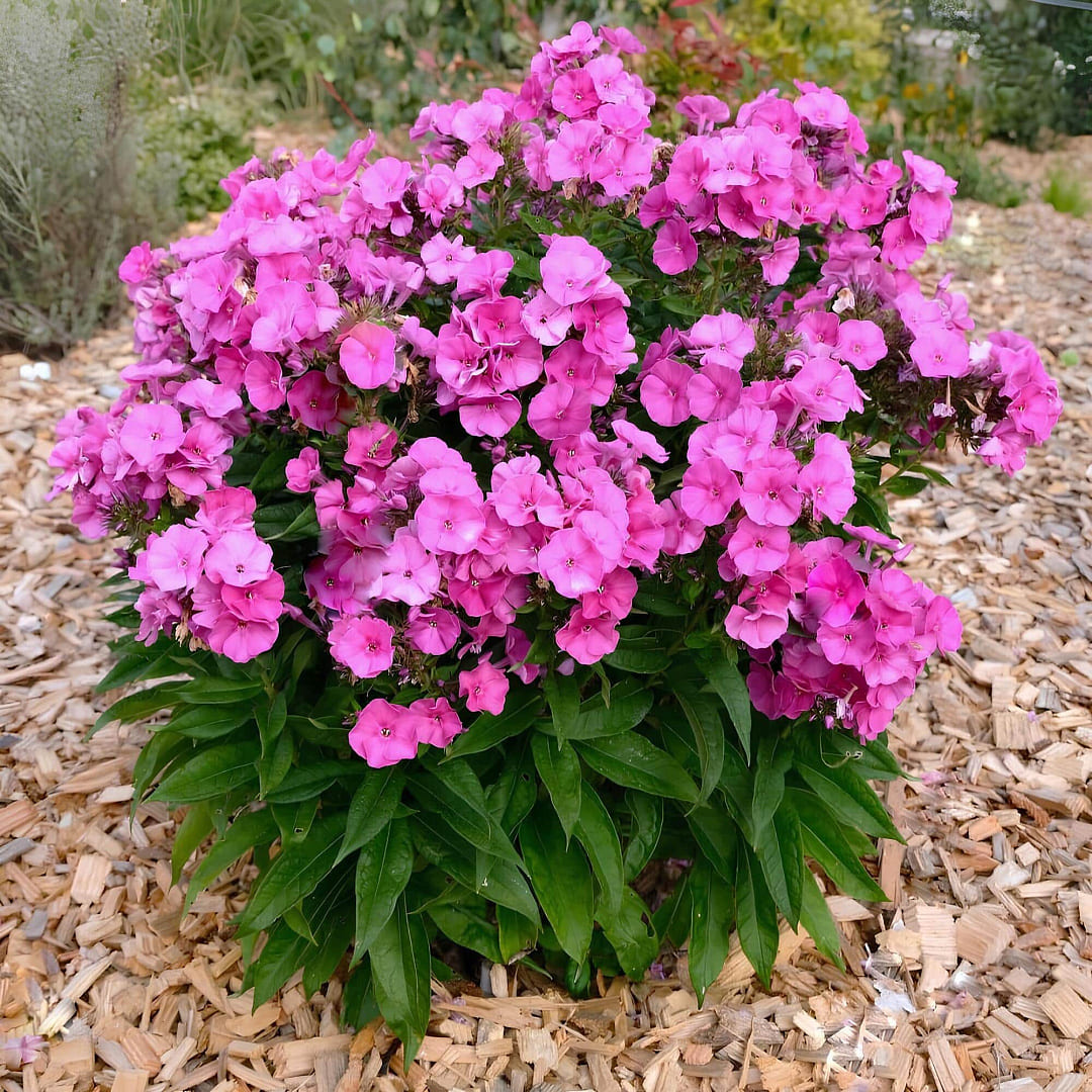 Флокс Бамбини Примадонна v2 Tim 