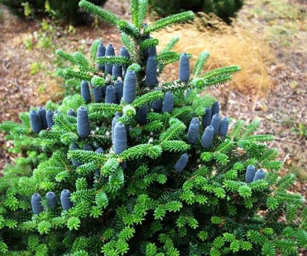 Пихта корейская Молли v25 50-60 Tw 