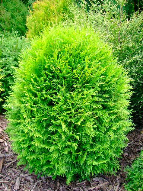 Туя западная Глобоза Ауреа v26 60-80 Bor 