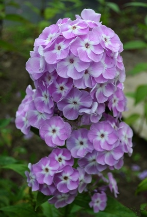 Флокс метельчатый "Российская селекция " Мирослав I 1шт Поиск 