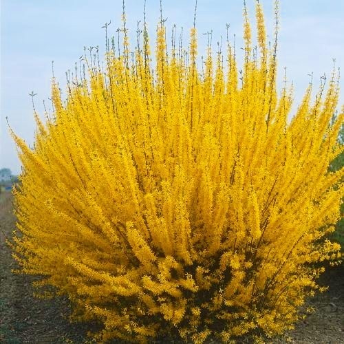 Форзиция  промежуточная Спектабилис с3 