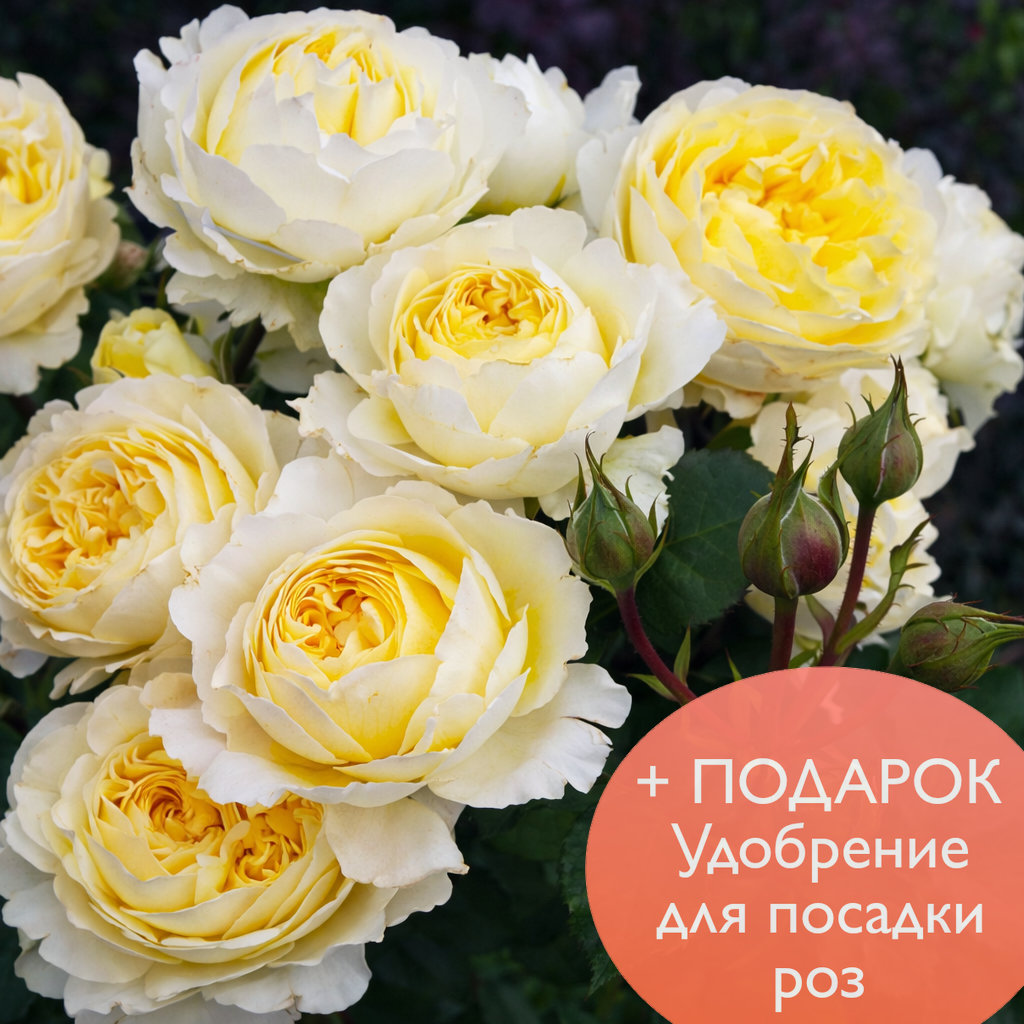 Роза Английская Беатрис в коробке Биосфера 