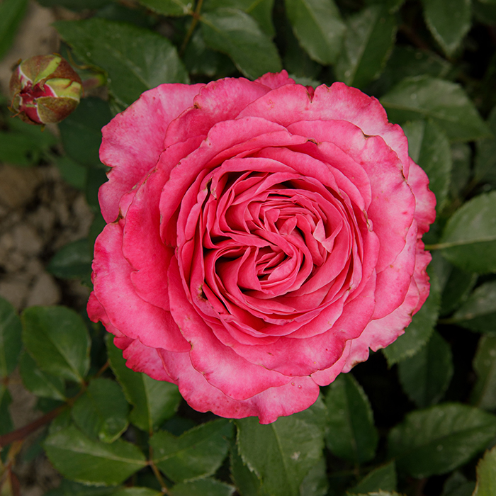 Роза чайно гибридная Олл фо Лав  в коробке Биосфера 