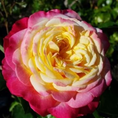 Роза чайно-гибридная Кордес Юбилей с5, Tim 