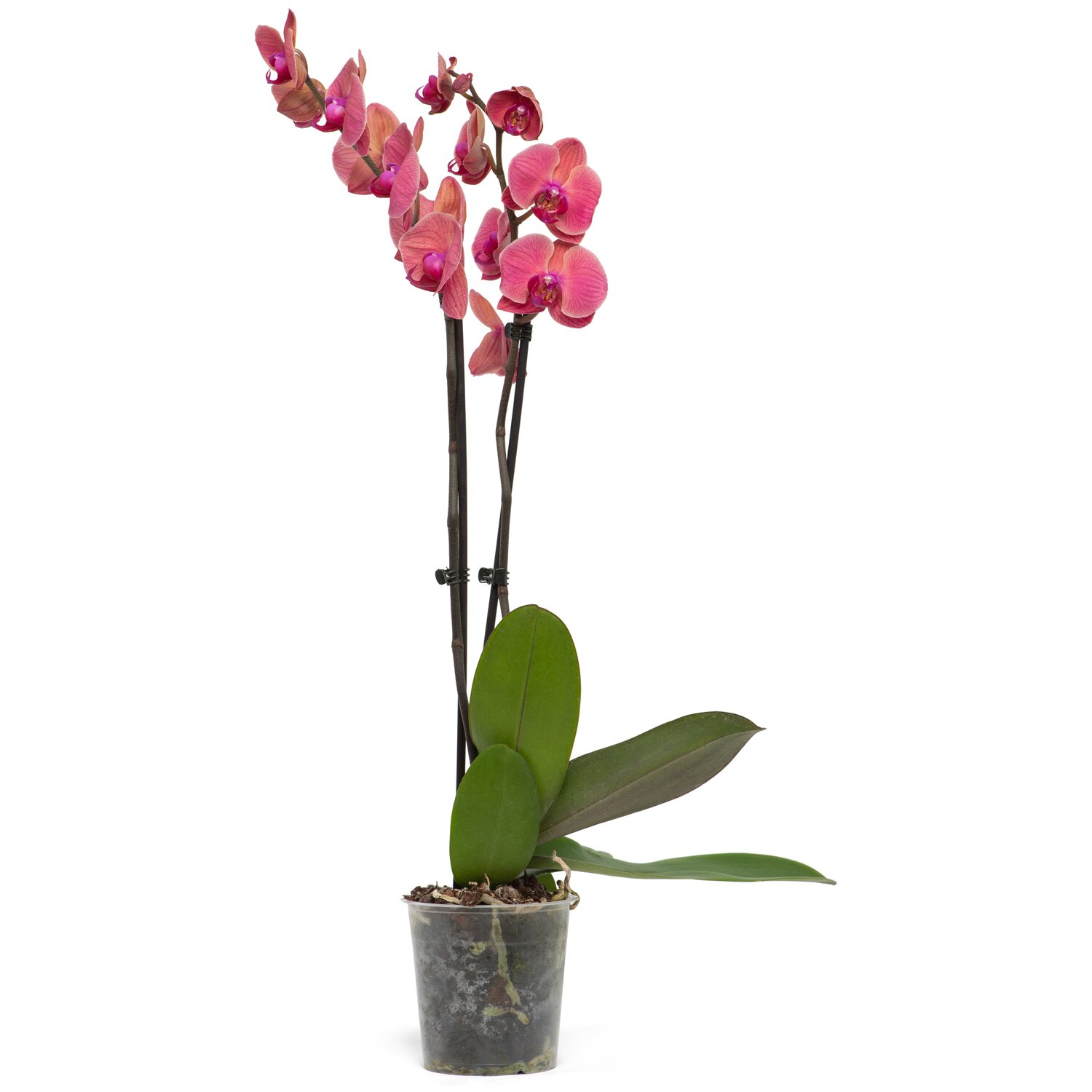 Фаленопсис Хот Липс 2 ст d12 h50 