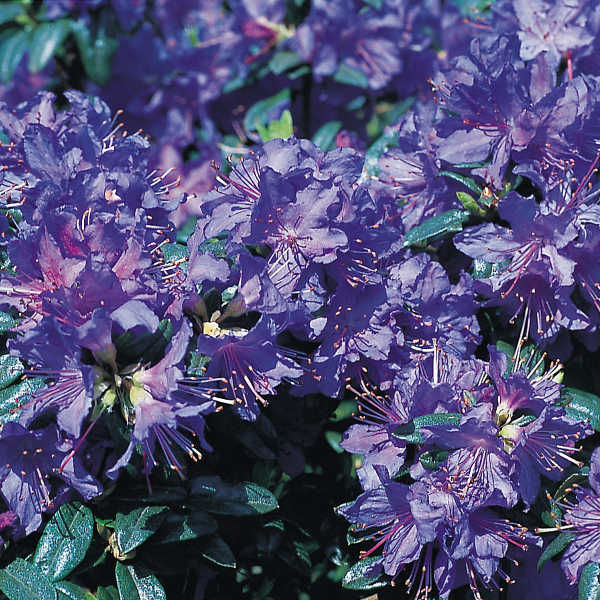 Рододендрон гибридный Азурволк C1 