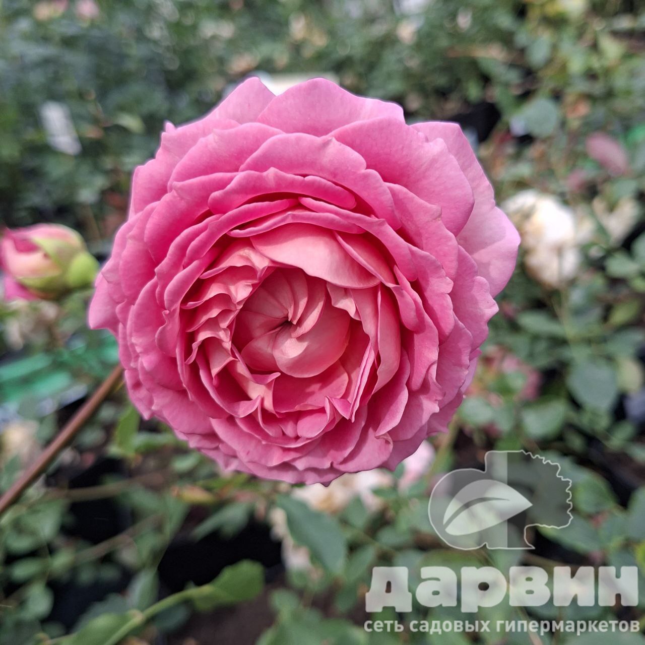 Роза английская Джубиле селебрейшион v5 Lav 