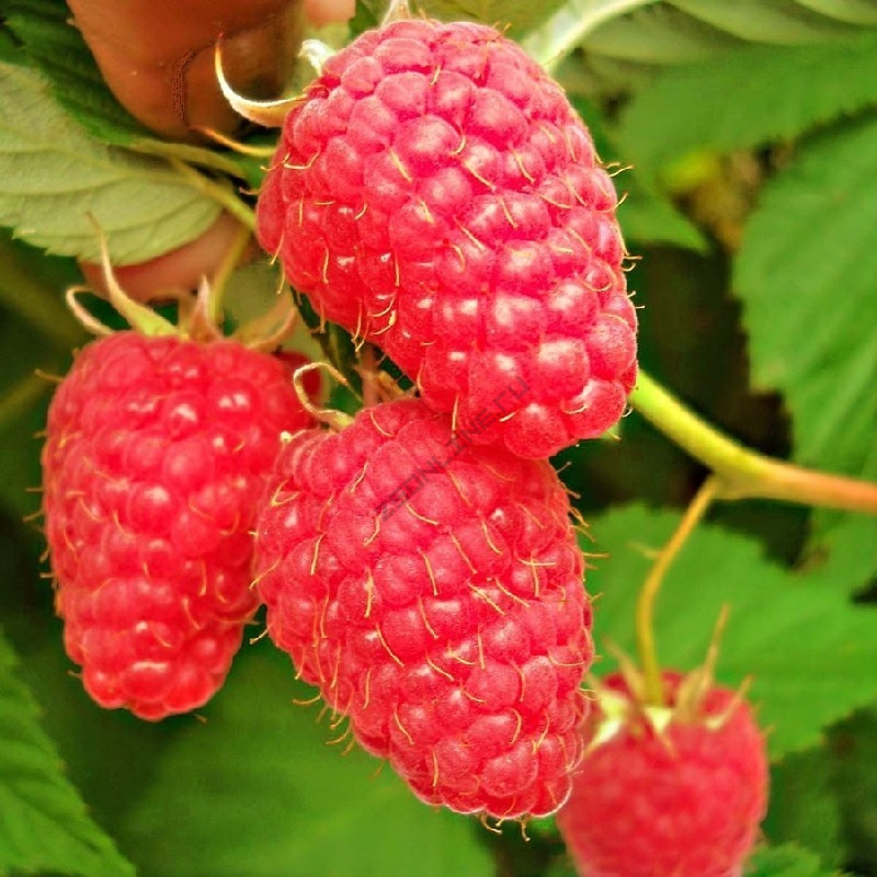 Малина Красная Гвардия красн v2 Lav 