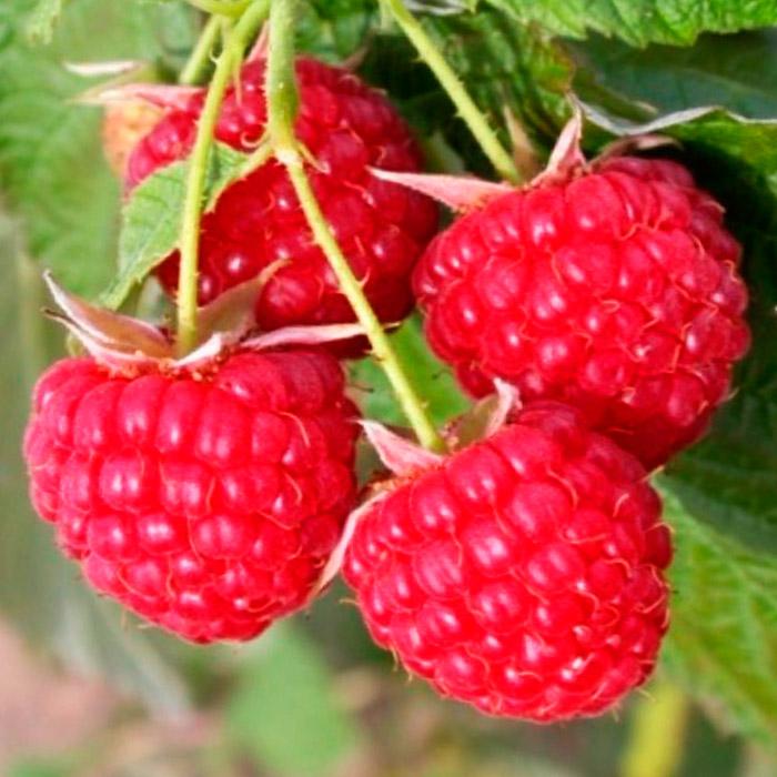 Малина Бригантина красная v2 ЦО 