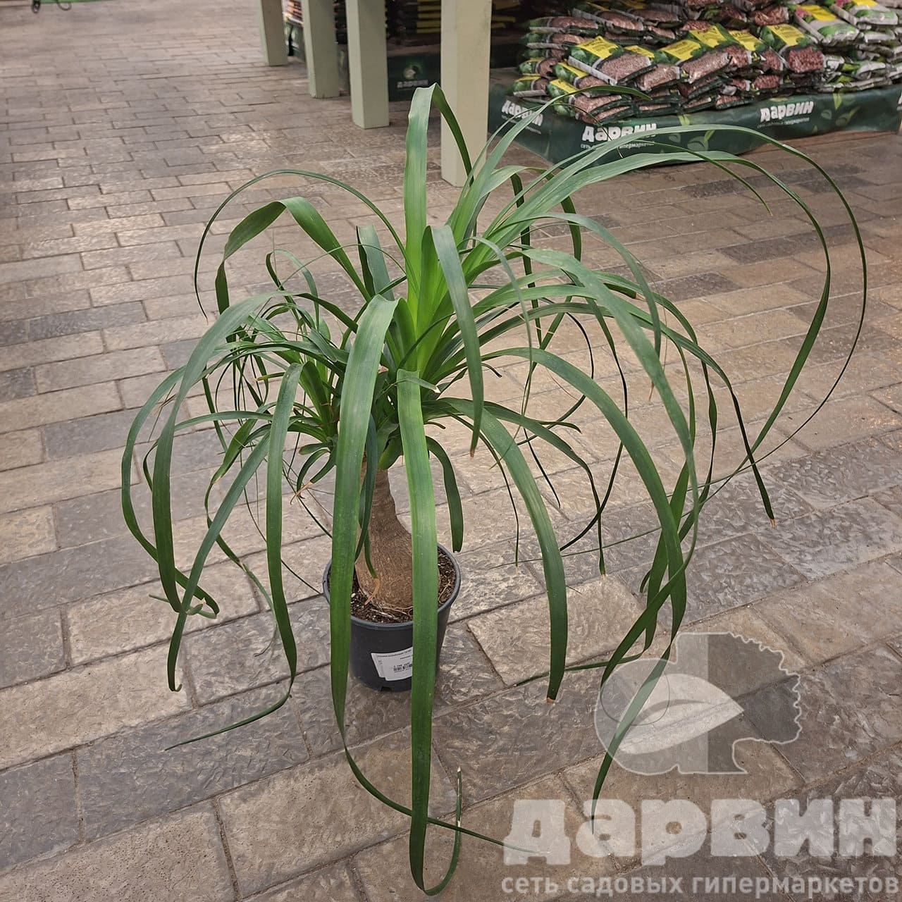 Нолина д14 х40 (2) WM