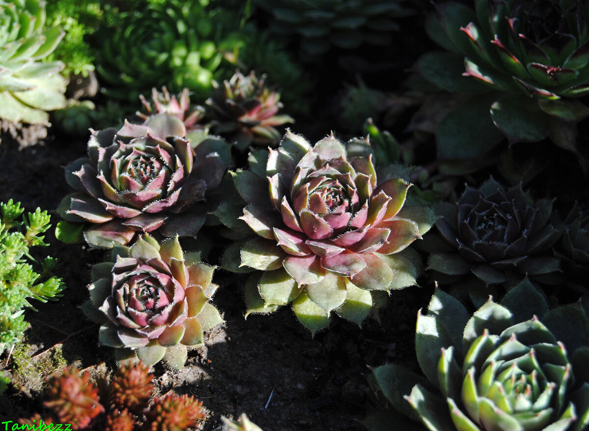 Молодило p9 Push 