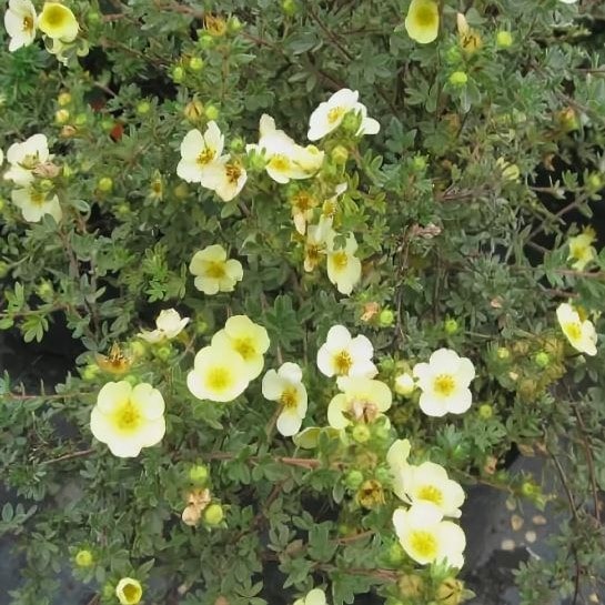 Лапчатка кустарниковая Тилфорд Крем C7.5, 15-20см 