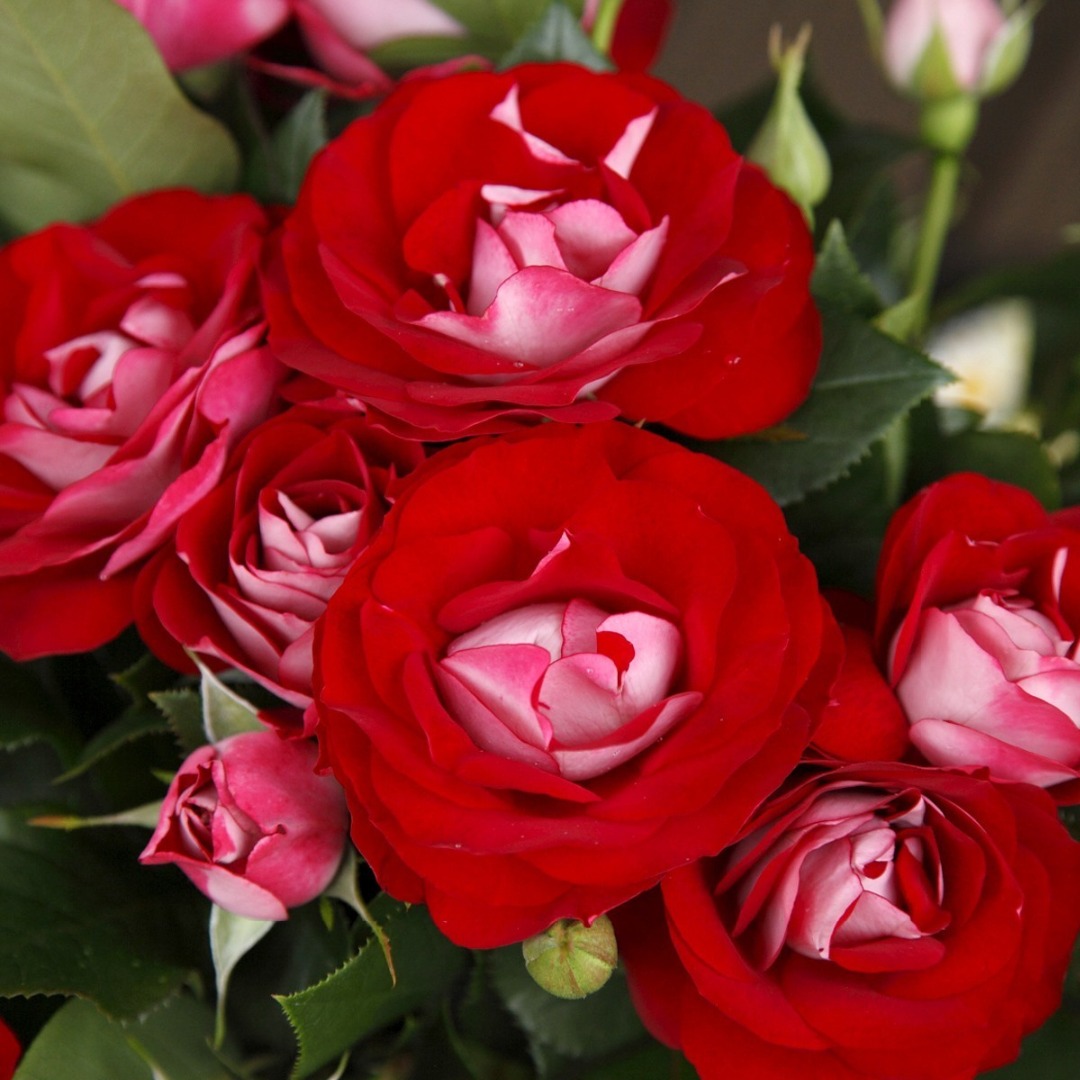 Роза флорибунда Розе дер Айнхайт v5 Dem 