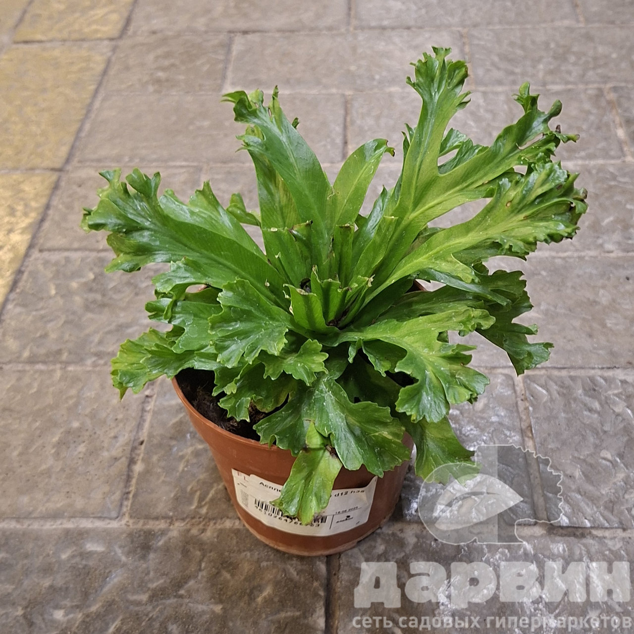 Асплениум Лесли d12 h35 