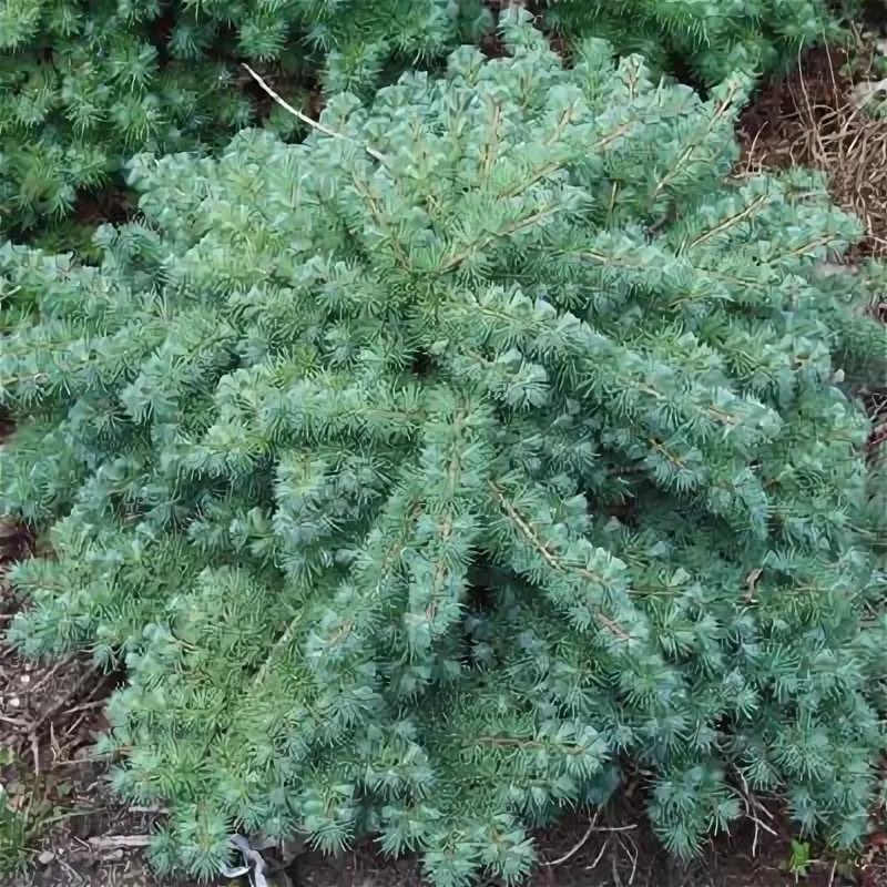 Лиственница Блю Дварф 120 CM STEM C10 TW 