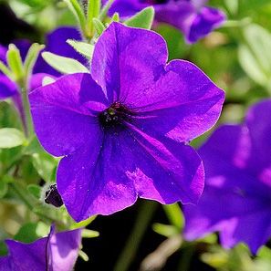 Петуния ампельная Изи Вейв синяя D23 ПВ 