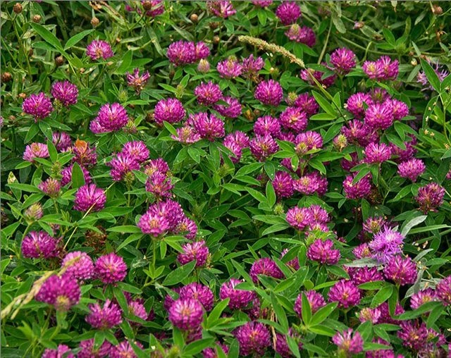 Семена Газон Рубиновая поляна для ленивых, 30г, НК 