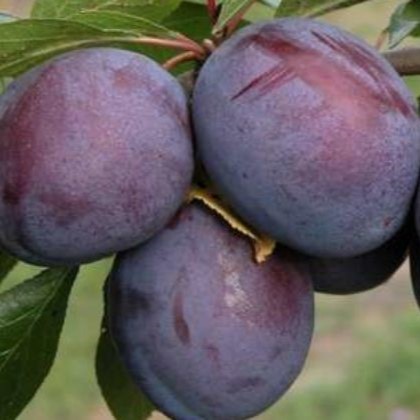 Слива Волжская Красавица v7 100-140 Lav 