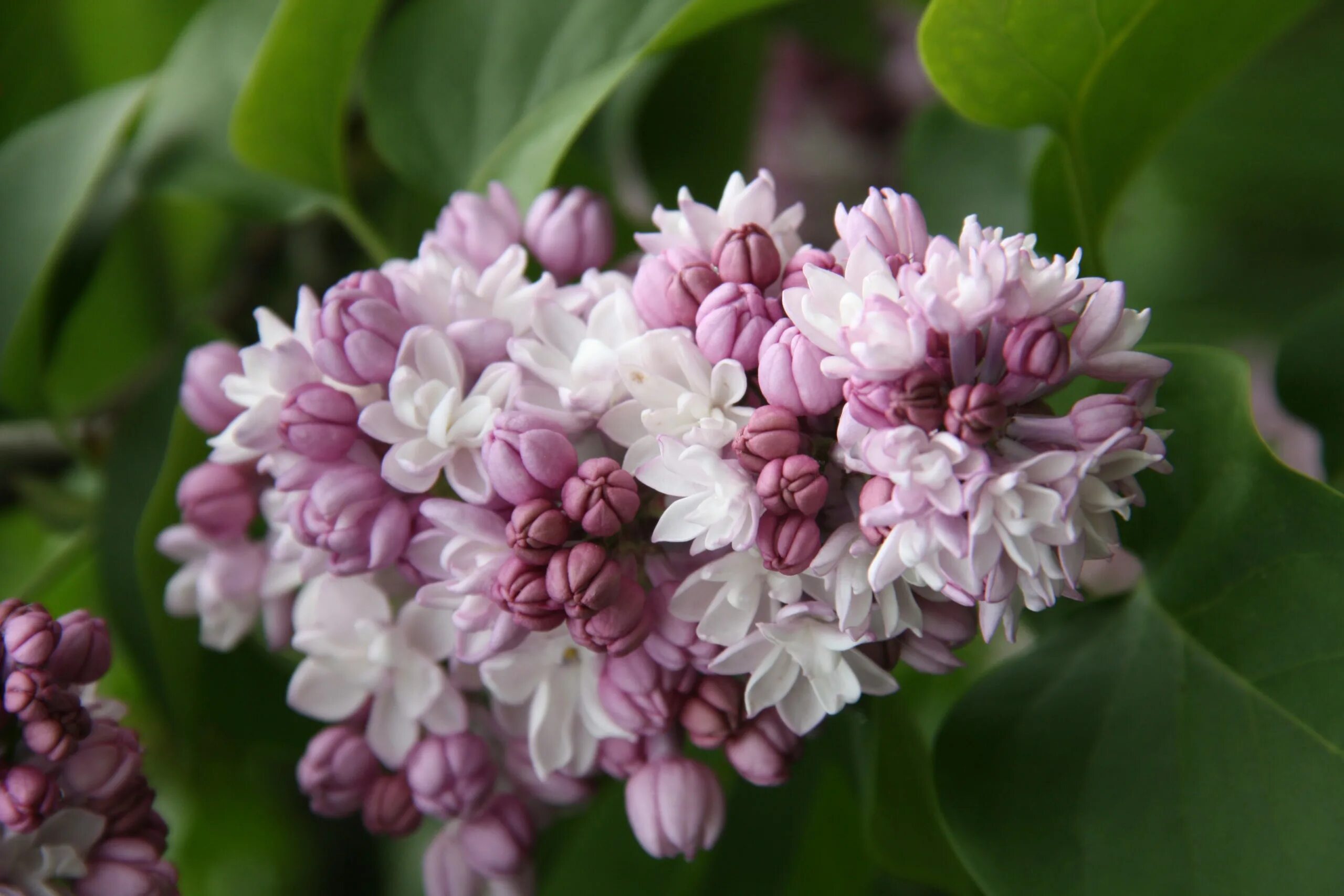 Сирень гиацинтовая Фентези v3 20-30 Sav 