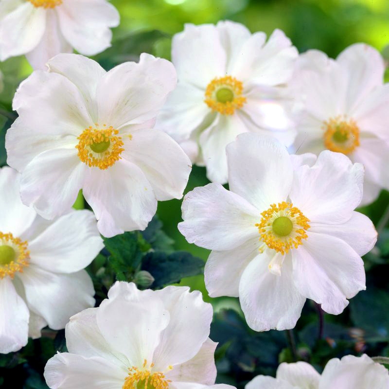 Анемона гибридная Онорин Джоберт, С2 ЦО 