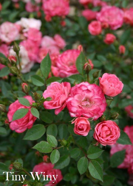 Роза миниатюрная Тини Вини в коробке AV 