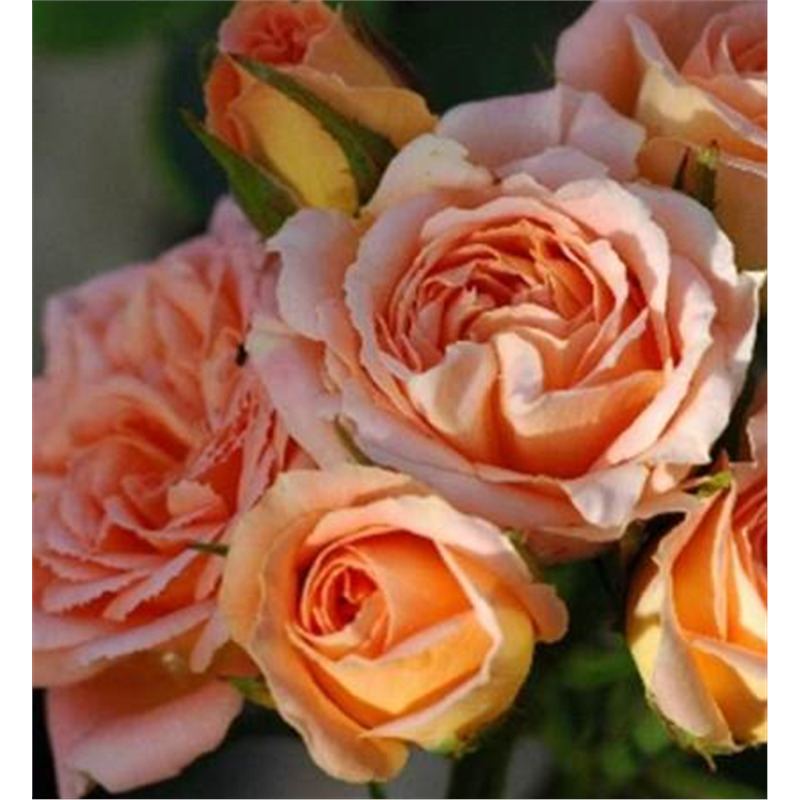 Роза миниатюрная Биатрис  в коробке AV 