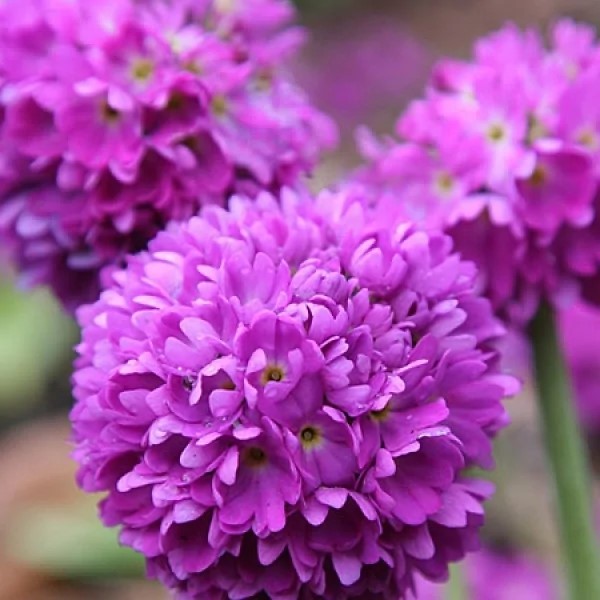 Корневище Примула мелкозубчатая Пинк 1 шт Поиск 