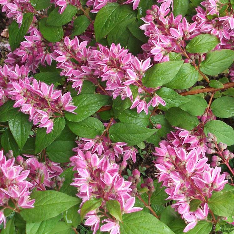 Дейция гибридная Турбилон Руж v 3-5 Tim 