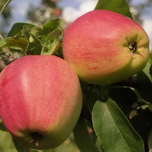 Яблоня Орлик поздн v7 100-140 Tim по цене  Яблоня Орлик поздн v7 100-140 Tim