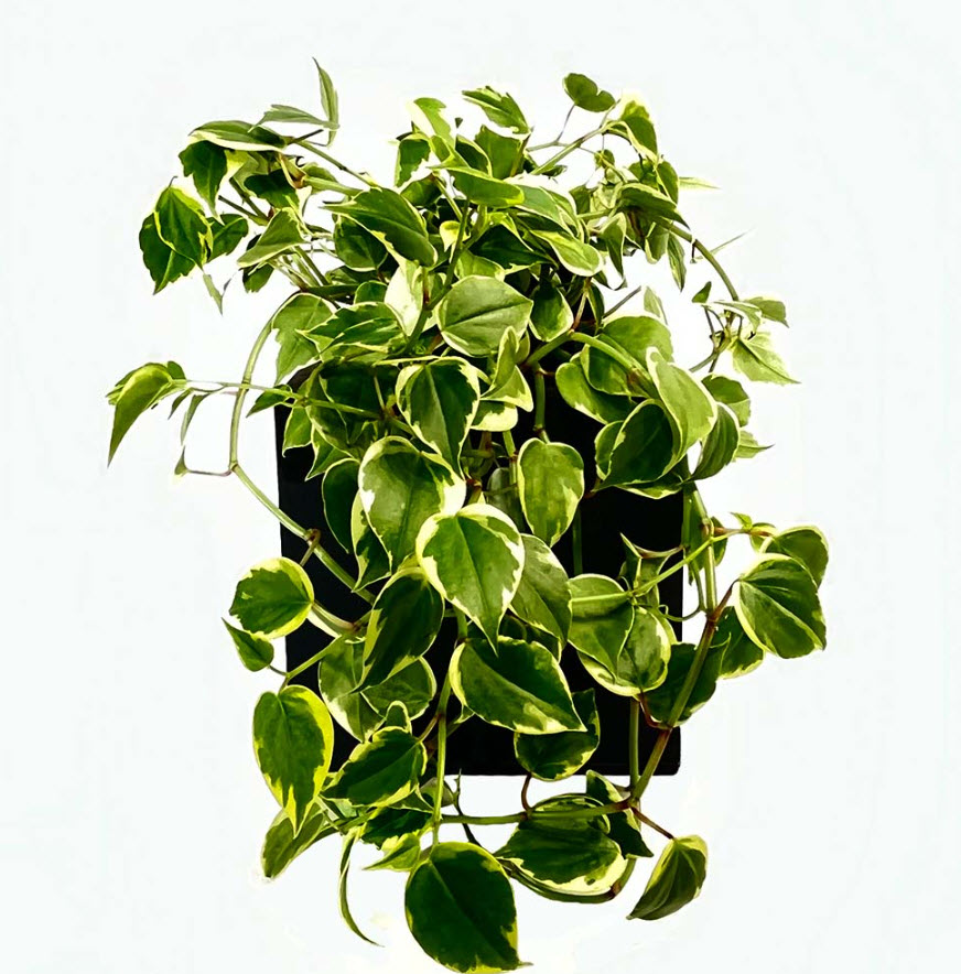 Пеперомия Лазящая пестрая в кашпо d18 ХР 