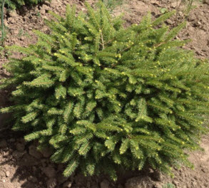 Ель обыкновенная Нидиформис C2 BL 