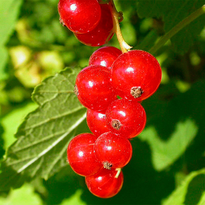 Смородина красная Ранняя сладкая в коробке Tim 