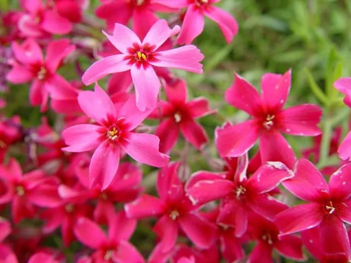 Флокс шиловидный Скарлет Флейм d12 Lav 